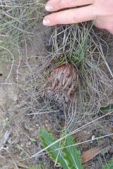 Protea restionifolia