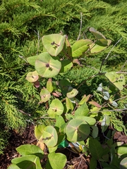 Lonicera caprifolium