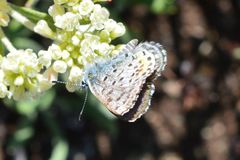 Euphilotes heracleoides