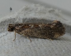 Erechthias capnitis