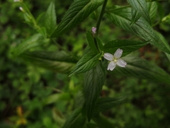 Media resource of Epilobium ciliatum