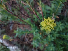Euphorbia beamanii