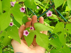 Ipomoea × leucantha