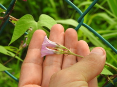 Ipomoea × leucantha