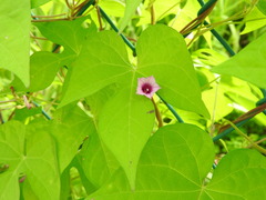 Ipomoea × leucantha