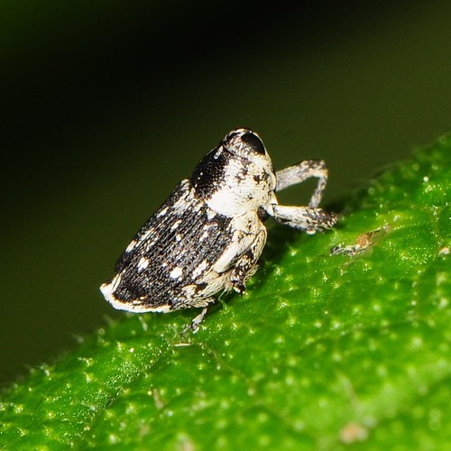 Cylindrocopturus quercus (Say & T., 1832)