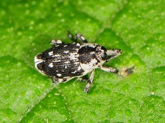 Cylindrocopturus quercus