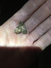 Properigea albimacula