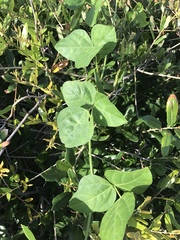 Strophostyles helvola