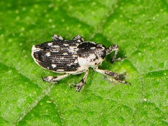 Cylindrocopturus quercus