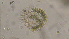 Hydrodictyaceae