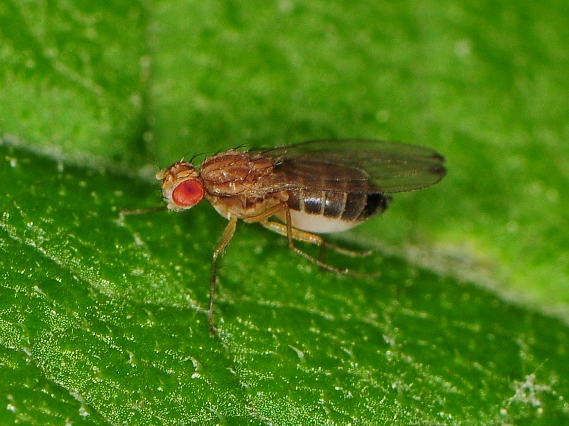 Fruit Fly (Family Drosophilidae) – Field Station