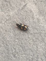 Glischrochilus hortensis