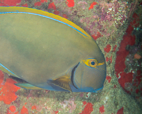 Eyestripe Surgeonfish