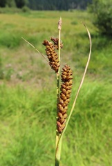 Carex aperta