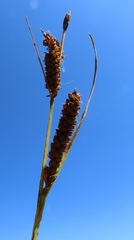 Carex aperta