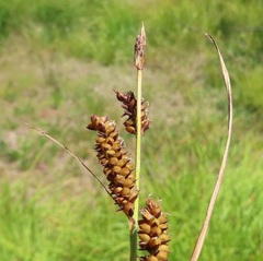 Carex aperta