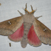 Honey Locust Moth - Photo (c) Kent Miller, some rights reserved (CC BY-ND), uploaded by Kent Miller