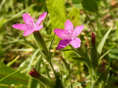 Dianthus armeria