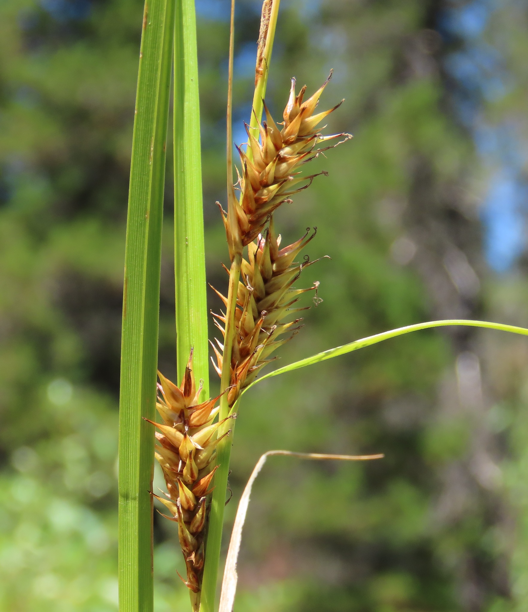 Carex exsiccata