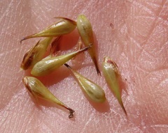 Carex exsiccata