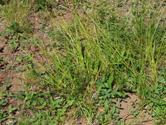 Carex exsiccata