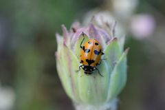 Hippodamia caseyi