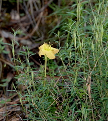 Oenothera toumeyi