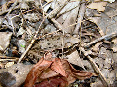Lithobates sphenocephalus utricularius