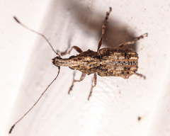 Meconemus infuscatus