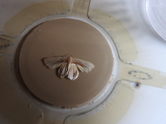 Opisthoxia