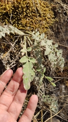 Psephellus declinatus