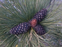 Pinus hartwegii