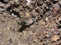 Platydracus viridanus