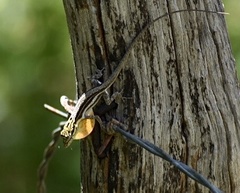 Anolis argillaceus