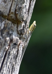 Anolis argillaceus