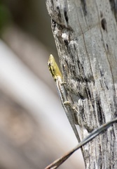 Anolis argillaceus