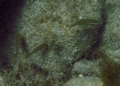 Symphodus ocellatus