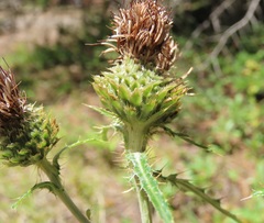 Cirsium remotifolium