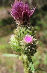 Cirsium remotifolium