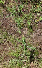 Cirsium remotifolium