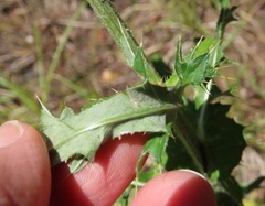 Cirsium remotifolium