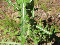Cirsium remotifolium