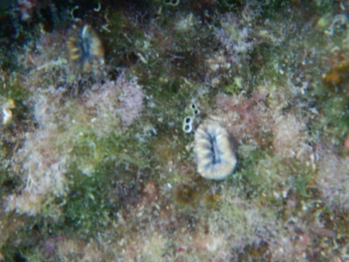 Pig-tooth Coral, Radakia, photo 9 of 10