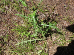 Cirsium remotifolium