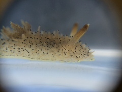 Acanthodoris rhodoceras image