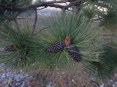 Pinus hartwegii