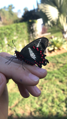 Lepidoptera