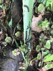 Xanthopastis timais