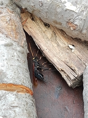 Urocerus californicus